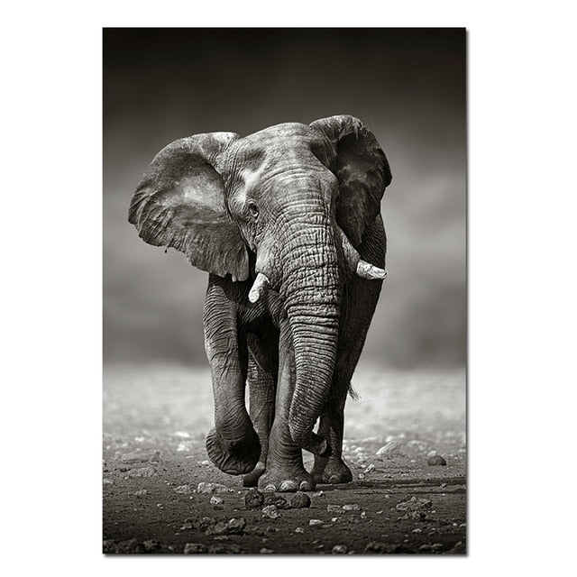 Black & White Elephant Poster Canvas Art
