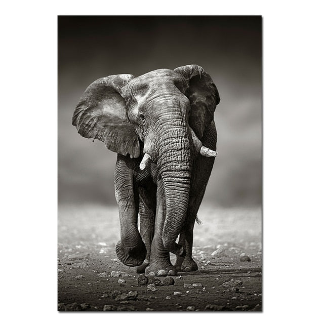 Black & White Elephant Poster Canvas Art
