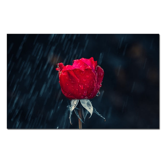Red Rose in Rain Canvas Wall Art