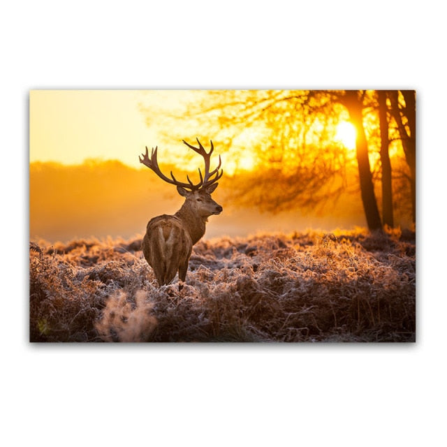 Elk and Sunset Lights Canvas Print